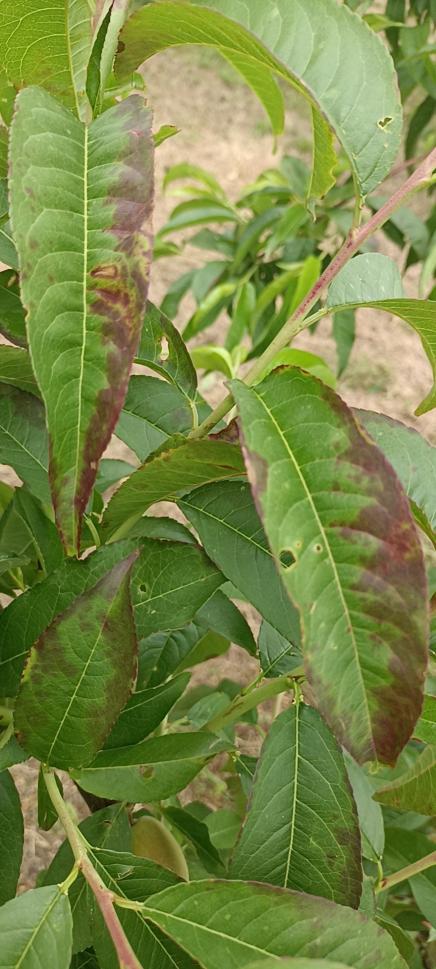 警惕果樹(shù)疫腐病和桃葉枯病大暴發(fā)(圖文)