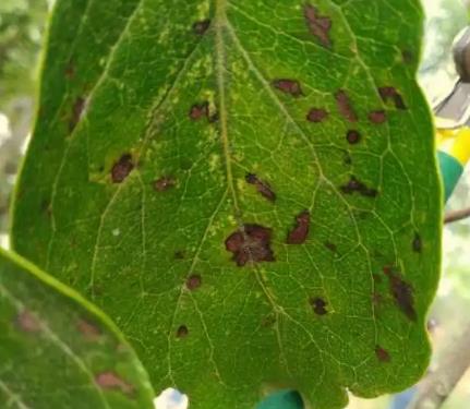 高溫高濕的氣候謹(jǐn)防蘋(píng)果褐斑病和炭疽菌葉枯病的大暴發(fā)